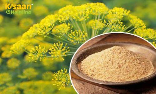 भारत के आत्मनिर्भर बनने के इस दौर में, देश में शुरू होगी हींग की खेती